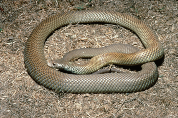 Manage, control wildlife