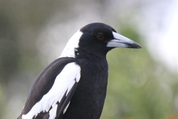 Rescue, rehabilitation