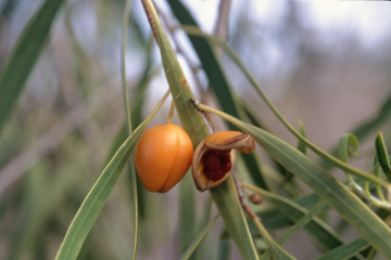 Native plants, animals