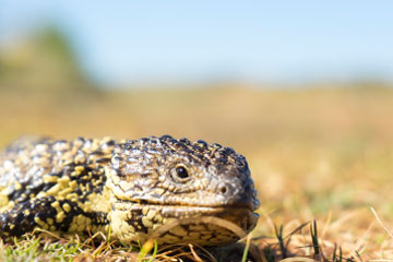 Keep, sell or display wildlife